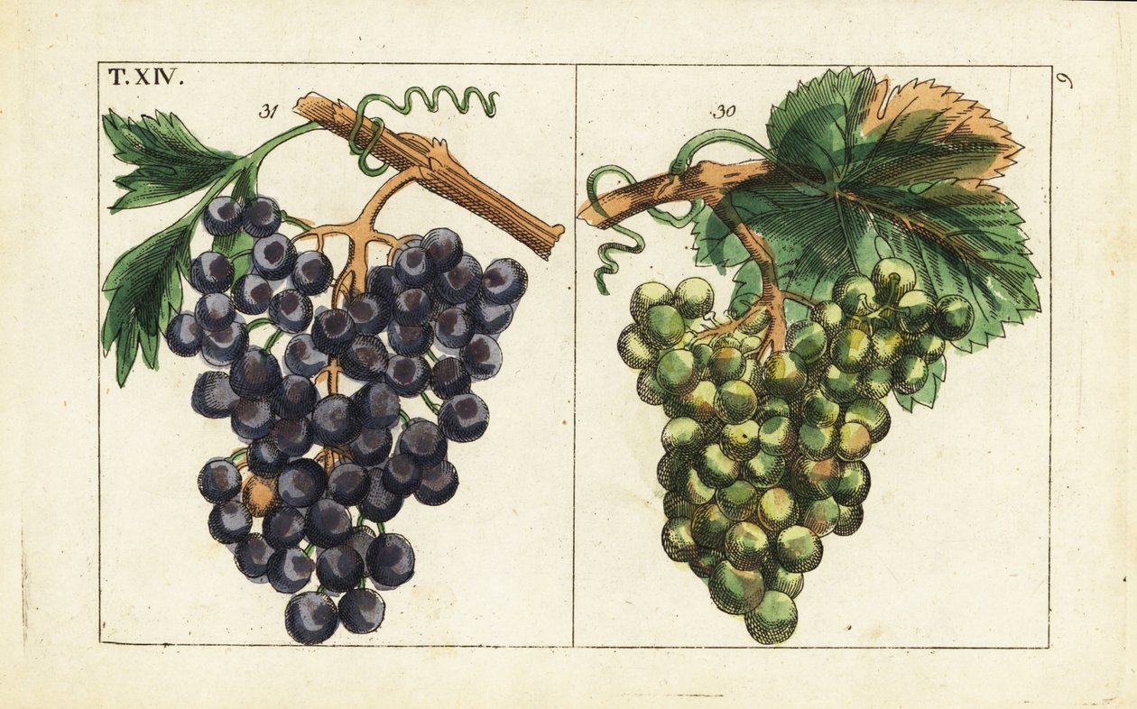 Uva di Chiavenna, uva Pinot nero, Vitis vinifera da Unbekannter Künstler
