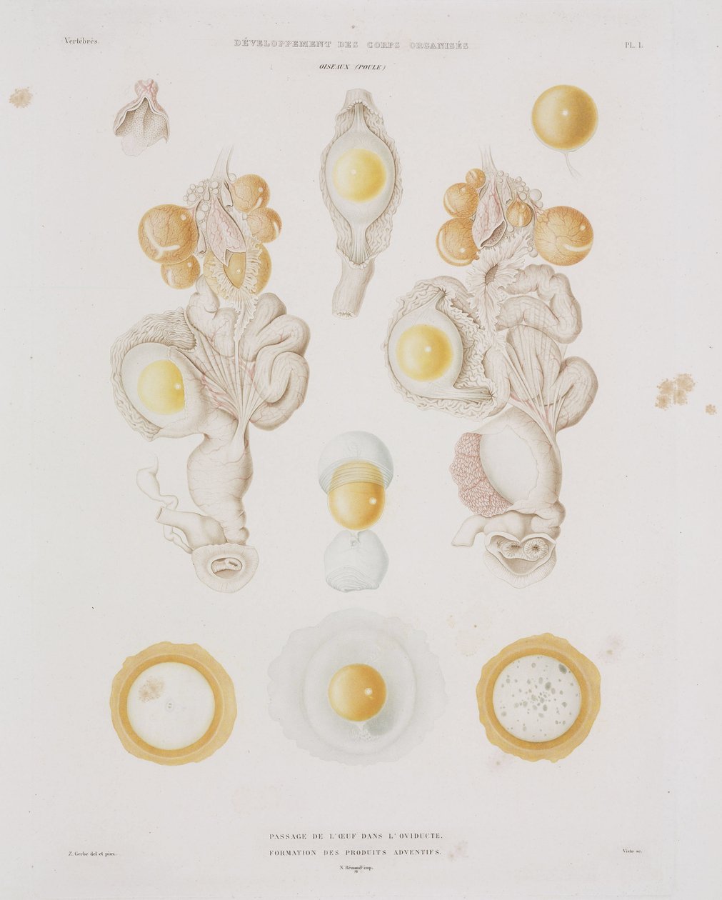 Uovo di gallina nell