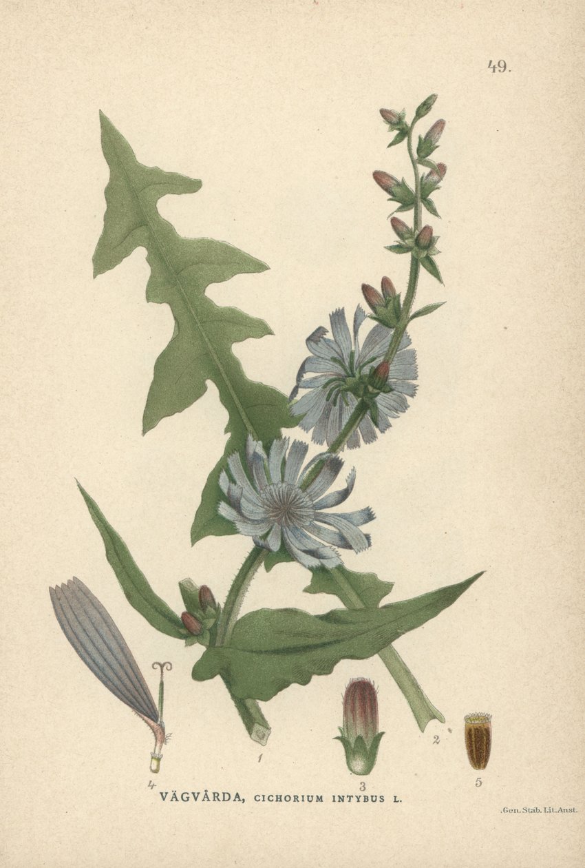 Cicoria, Cichorium intybus da Unbekannter Künstler