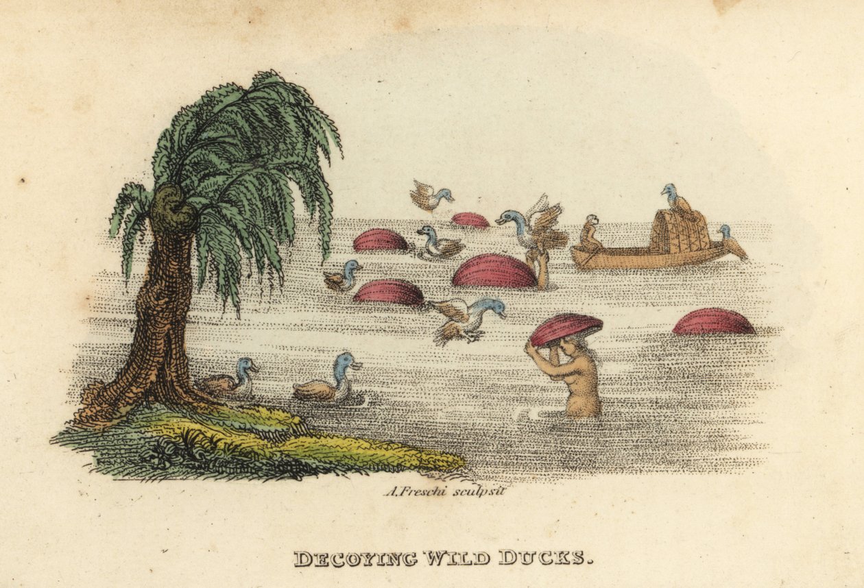 Uomini cinesi che cacciano anatre selvatiche con cappelli esca nel fiume, Dinastia Qing. Incisione a colori su rame di Andrea Freschi da Antoine Cardon da "La Cina, i suoi costumi, le sue arti" di Henri-Leonard-Jean-Baptiste Bertin e Jean Baptiste Joseph B da Unbekannter Künstler
