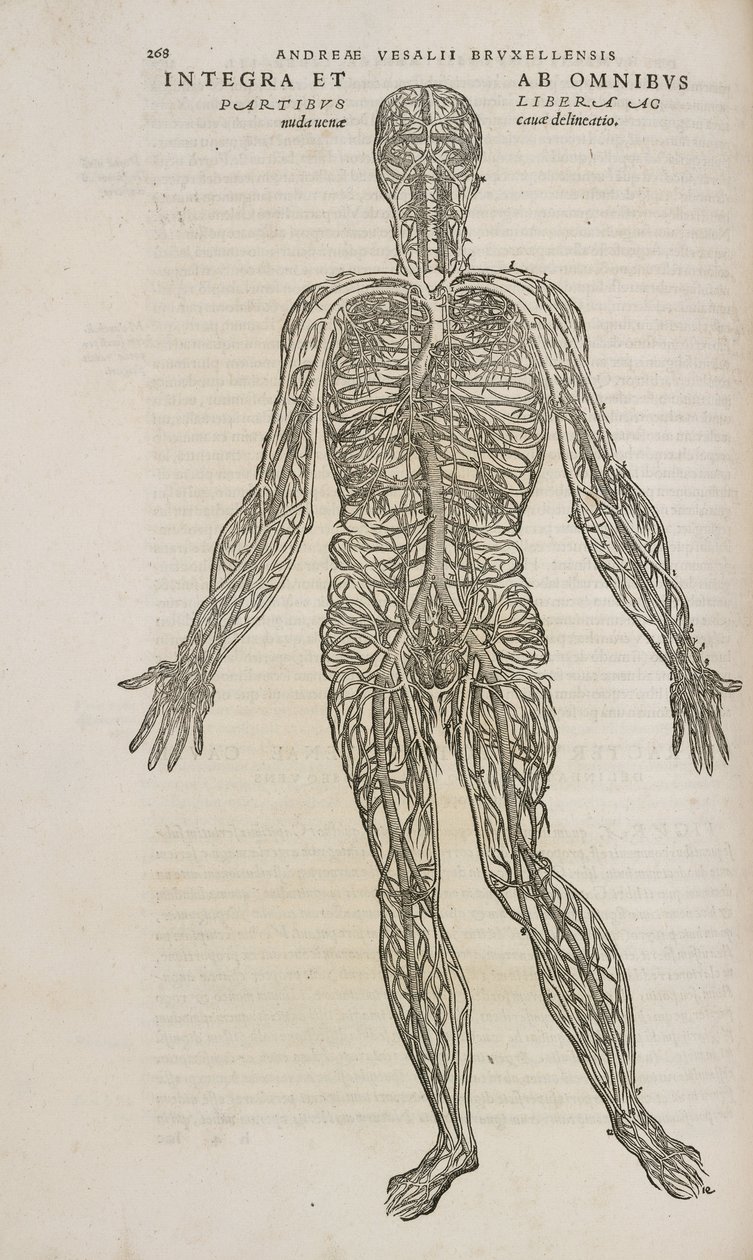 Circolazione Il sistema venoso del corpo umano maschile da Unbekannt