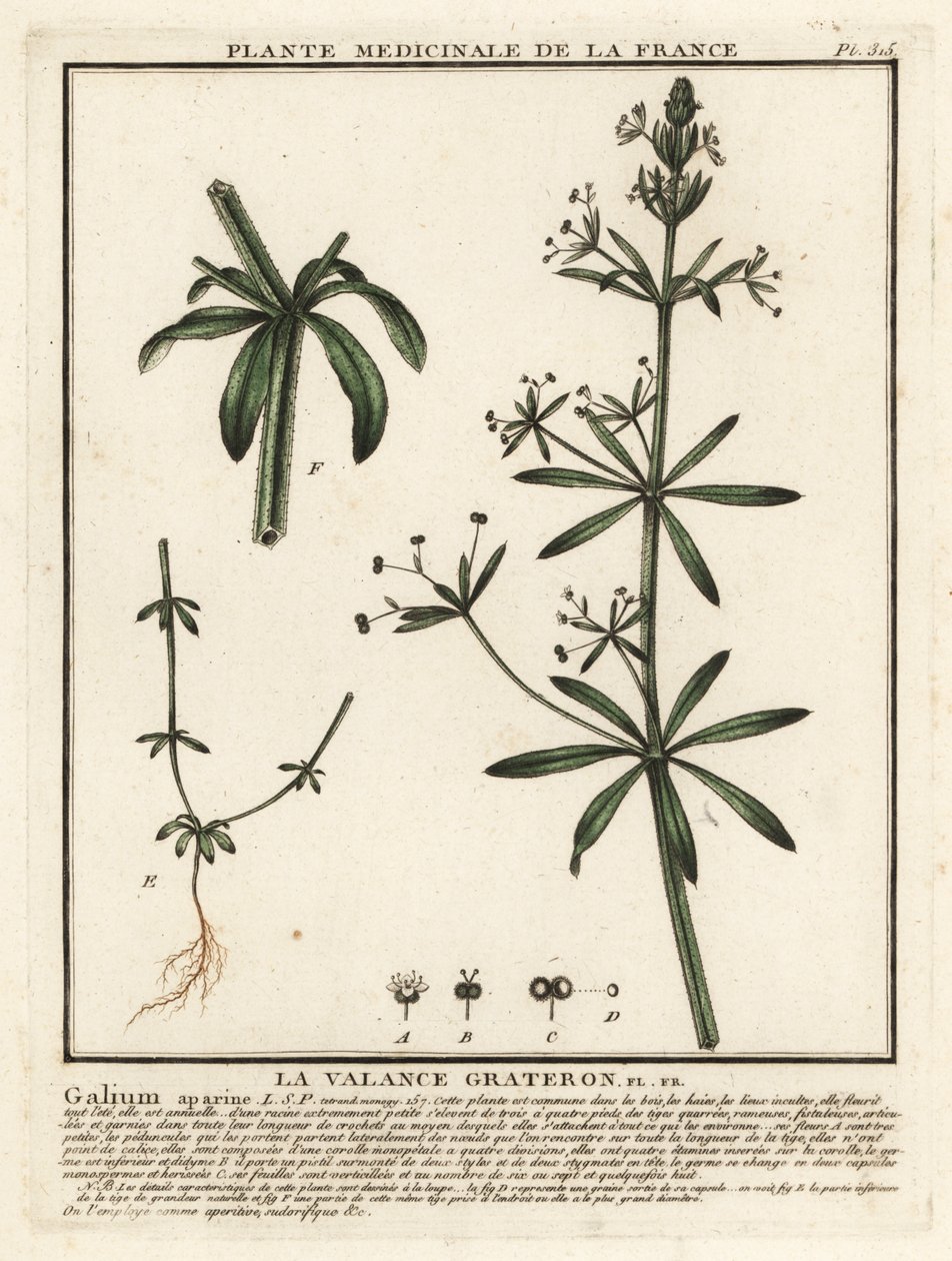 Attaccamani, Galium aparine da Unbekannter Künstler