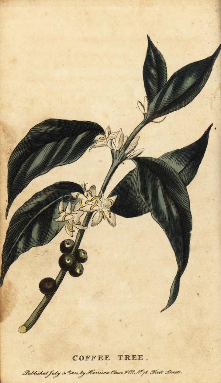 Albero del caffè, Coffea arabica, 1800 da Unbekannter Künstler
