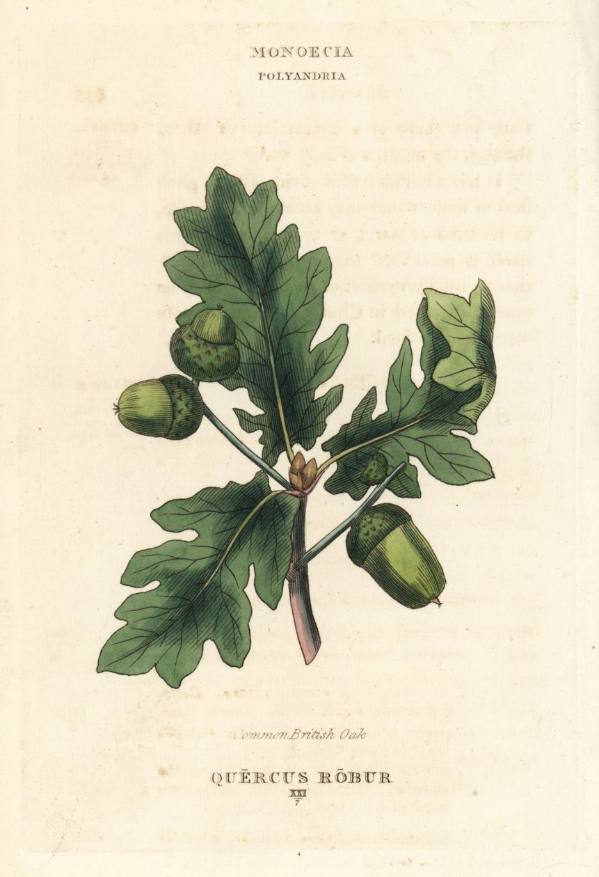 Quercia comune britannica, Quercus robur. Incisione a mano colorata su rame da un