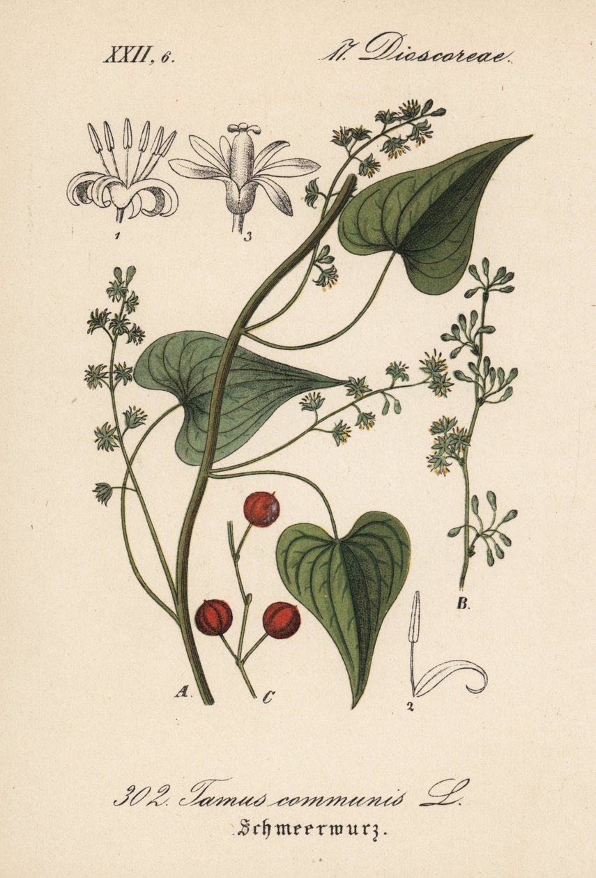 Driver comune o erba per donne maltrattate - Tamaro, Tamus communis. Litografia colorata a mano da Flora tedesca di Diederich von Schlechtendal (Flora von Deutschland), Jena da Unbekannter Künstler