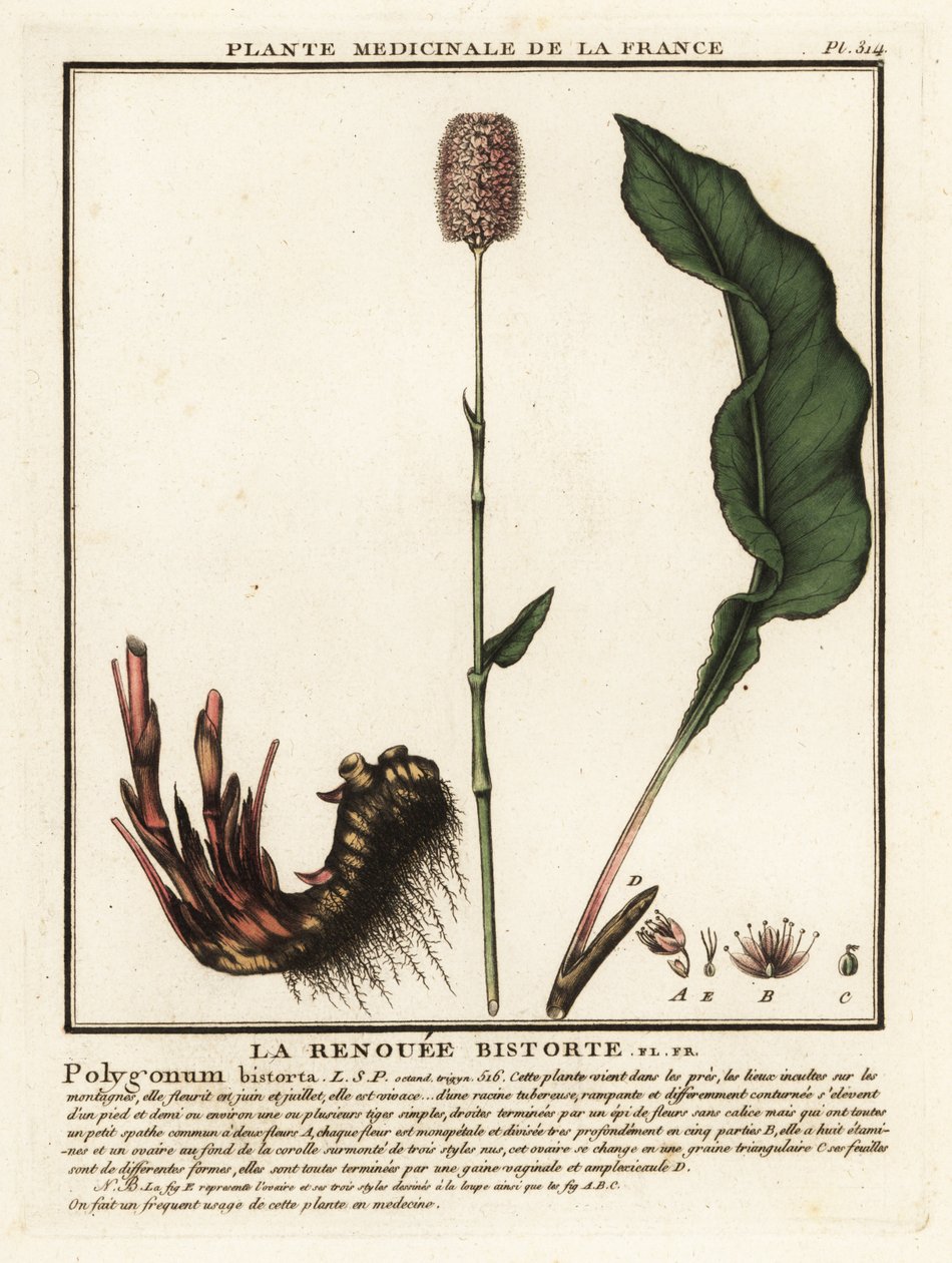 Bistorta comune, Persicaria bistorta da Unbekannter Künstler