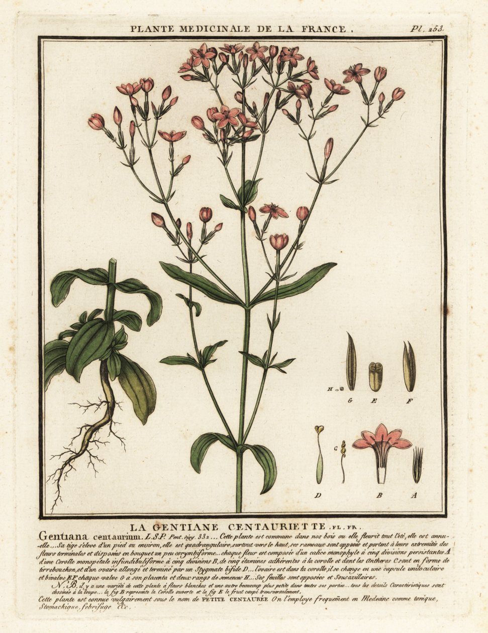 Centauro minore, Centaurium erythraea da Unbekannter Künstler