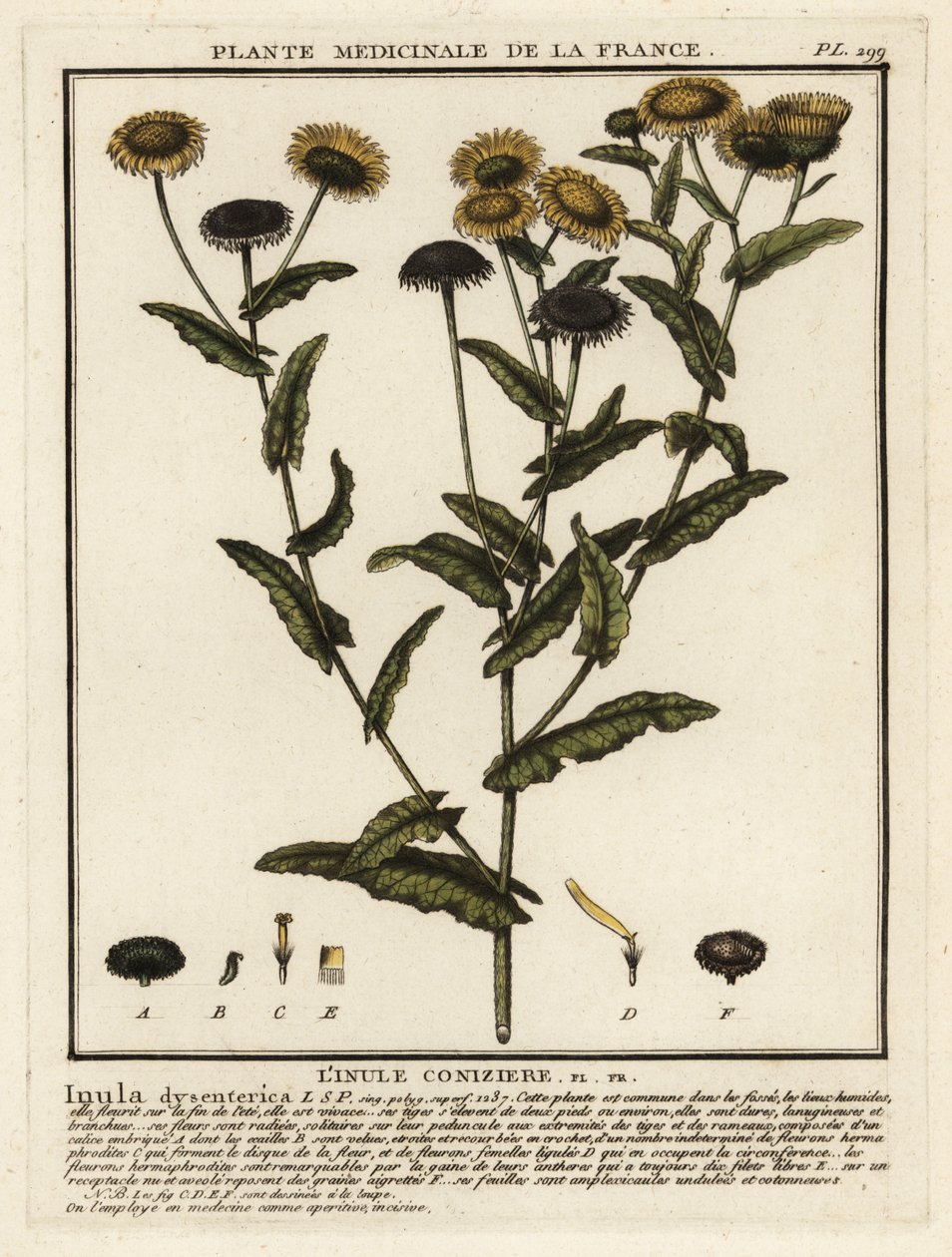Pulicaria dysenterica da Unbekannter Künstler