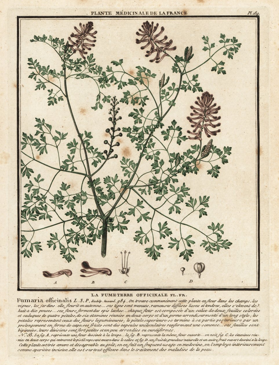 Fumaria comune, Fumaria officinalis da Unbekannter Künstler