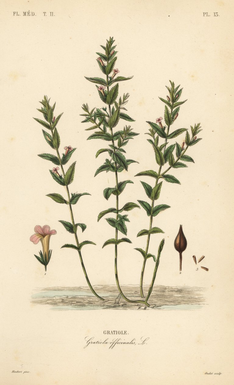 Gratiola comune o erba della grazia, Gratiola officinalis da Unbekannt