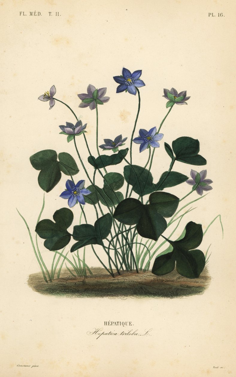 Epatica comune, Anemone hepatica da Unbekannt