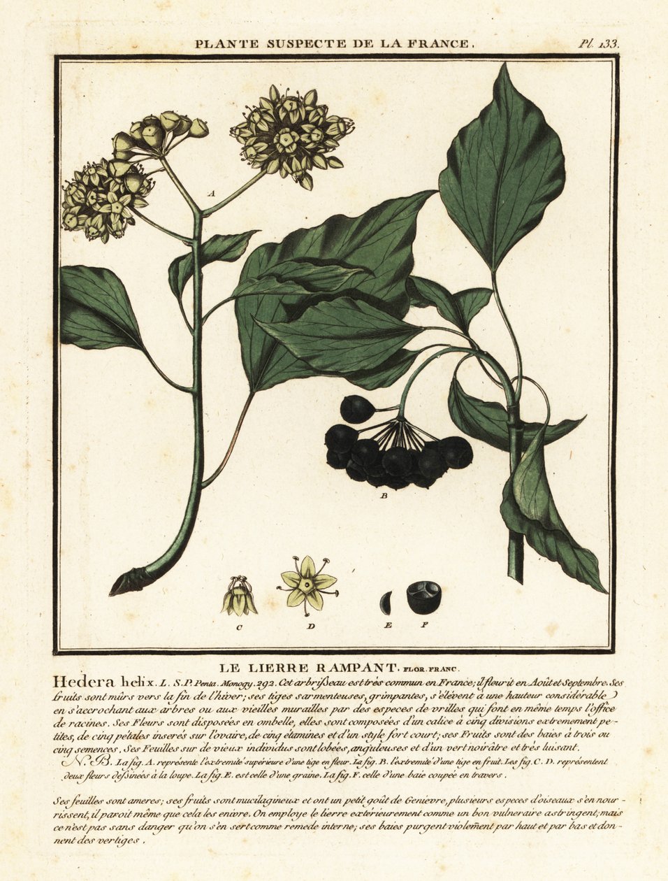 Edera comune, Hedera helix da Unbekannter Künstler