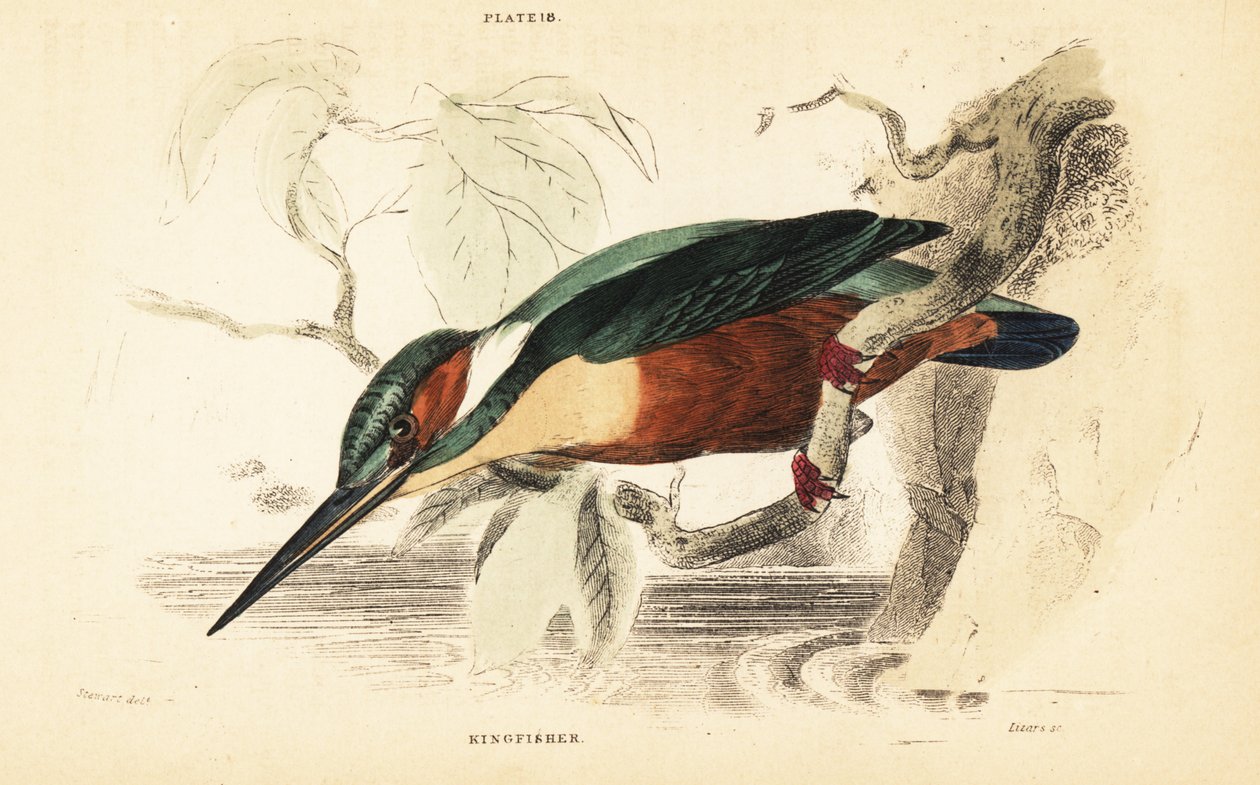 Martin pescatore comune, Alcedo atthis. 1889 (incisione) da Unbekannter Künstler