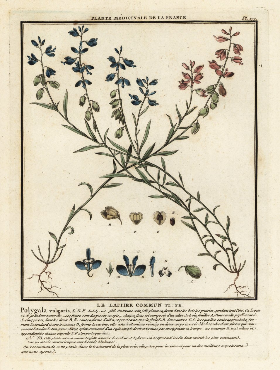 Polygala vulgaris da Unbekannter Künstler