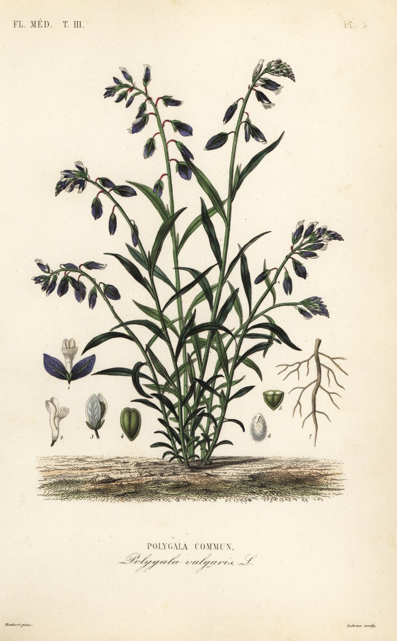 Poligala comune, Polygala vulgaris da Unbekannt