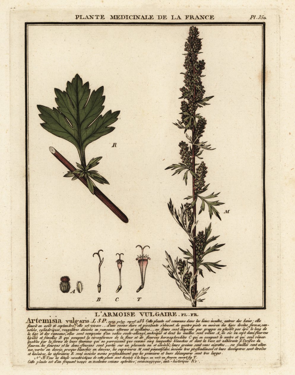 Artemisia vulgaris da Unbekannter Künstler