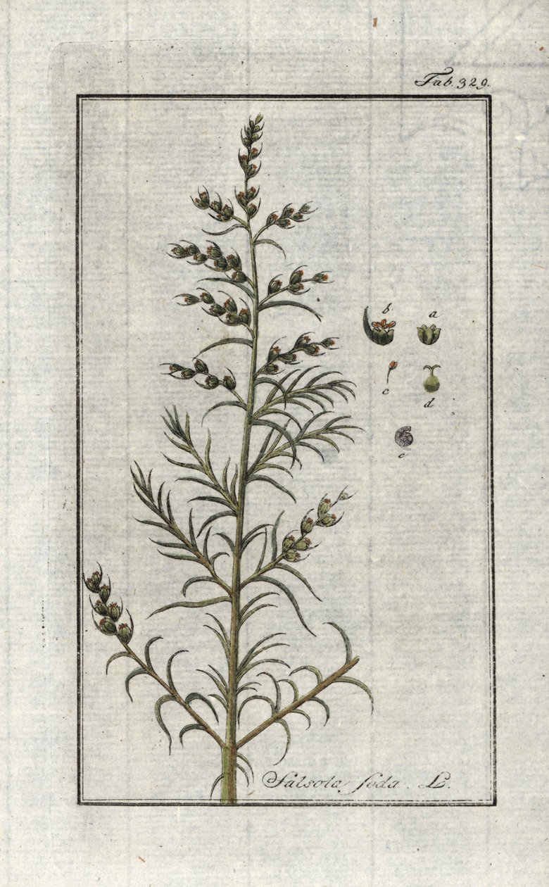 Salsola soda. Litografia da 