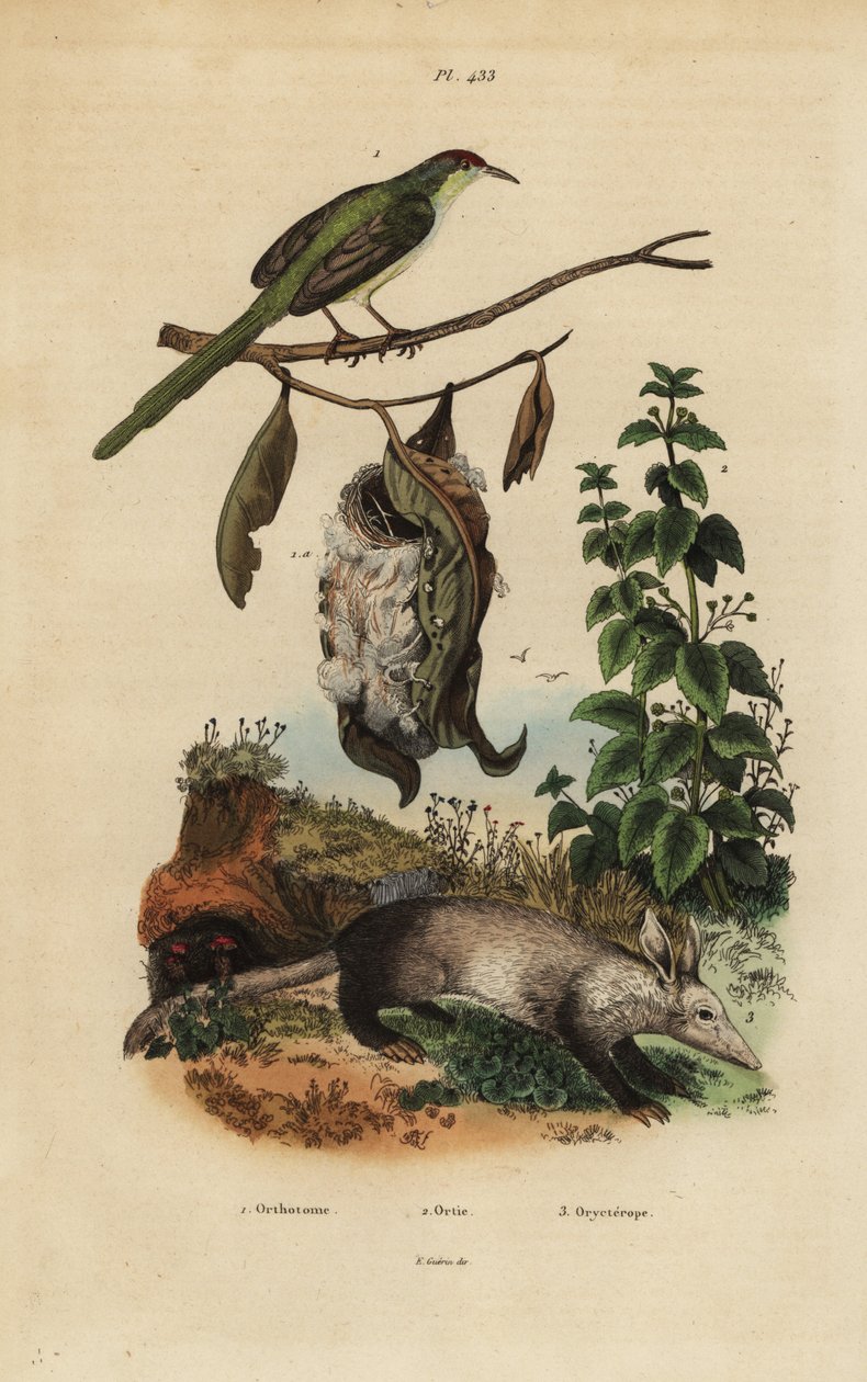 Uccello sarto comune, Orthotomus sutorius con nido, ortica, Urtica dioica, e oritteropo, Orycteropus afer da Unbekannt