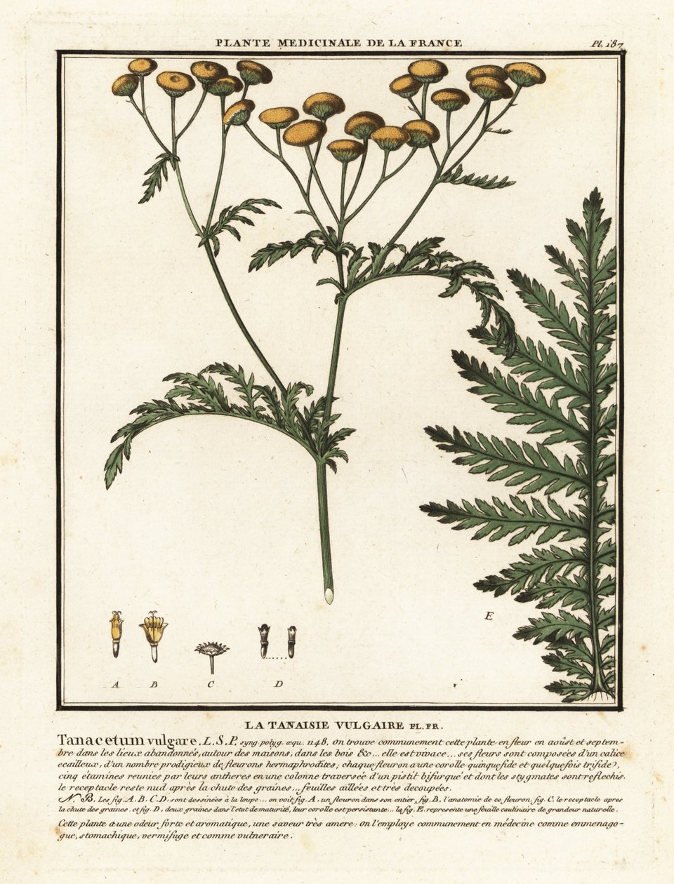 Tanaceto comune, Tanacetum vulgare da Unbekannter Künstler