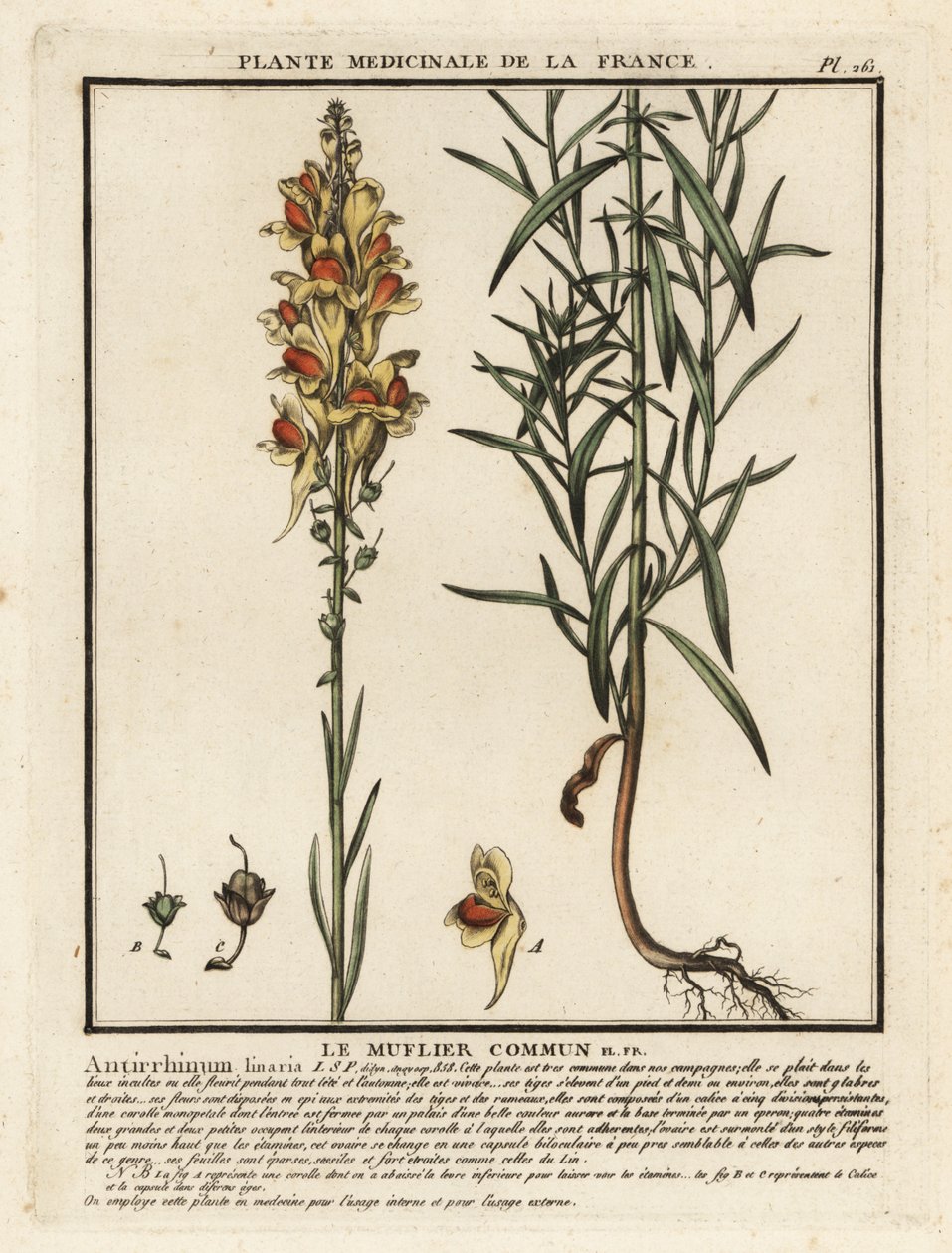 Linaria comune, Linaria vulgaris da Unbekannter Künstler