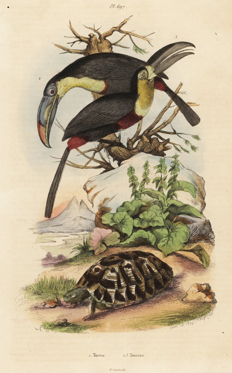 Tartaruga comune, Testudo graeca, tucano dal petto zolfo, Ramphastos sulfuratus, e tucano dalla gola bianca, Ramphastos tucanus da Unbekannt