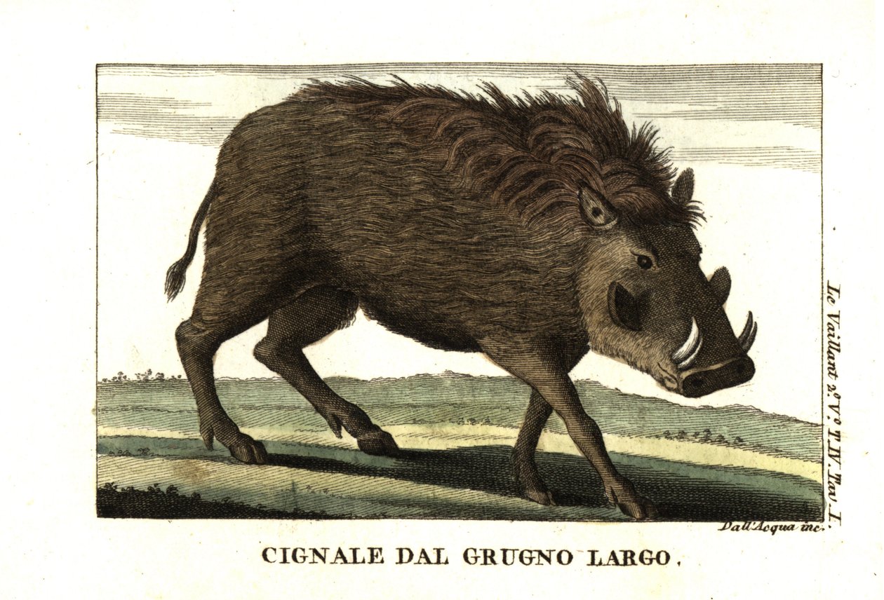 Facocero comune, Phacochoerus africanus. Da Francois Le Vaillant (Levaillant da Unbekannter Künstler