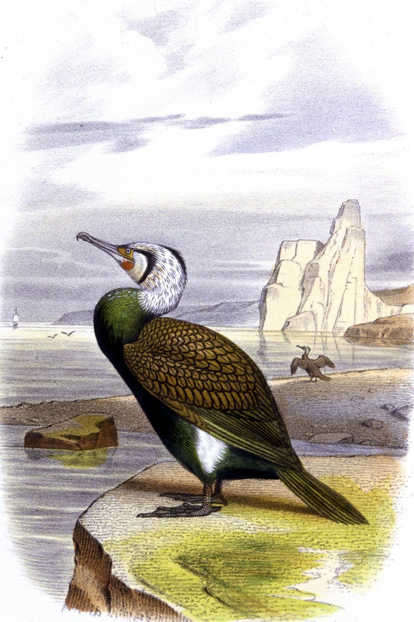 Cormorano, c.1850 da Unbekannter Künstler