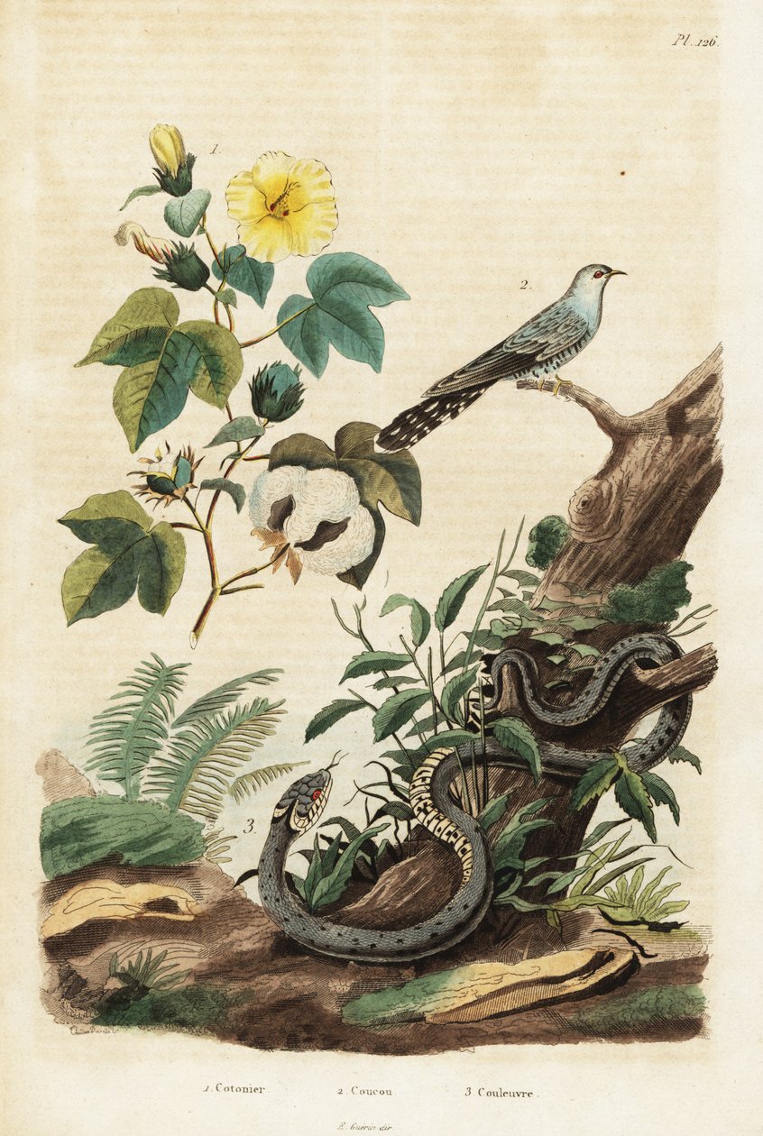 Cotone, cuculo e serpente d