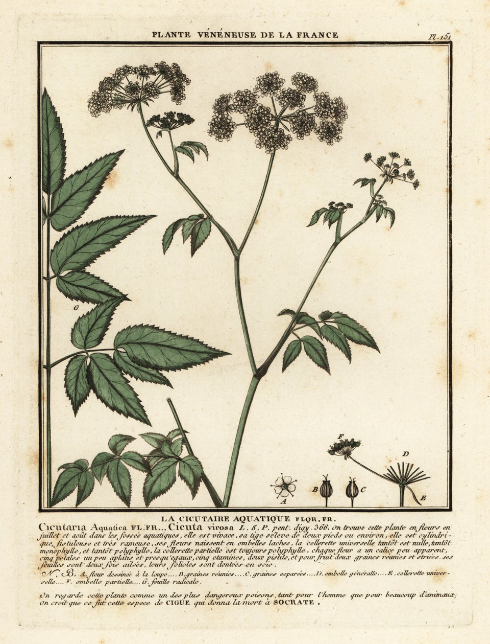 Cicuta virosa da Unbekannter Künstler