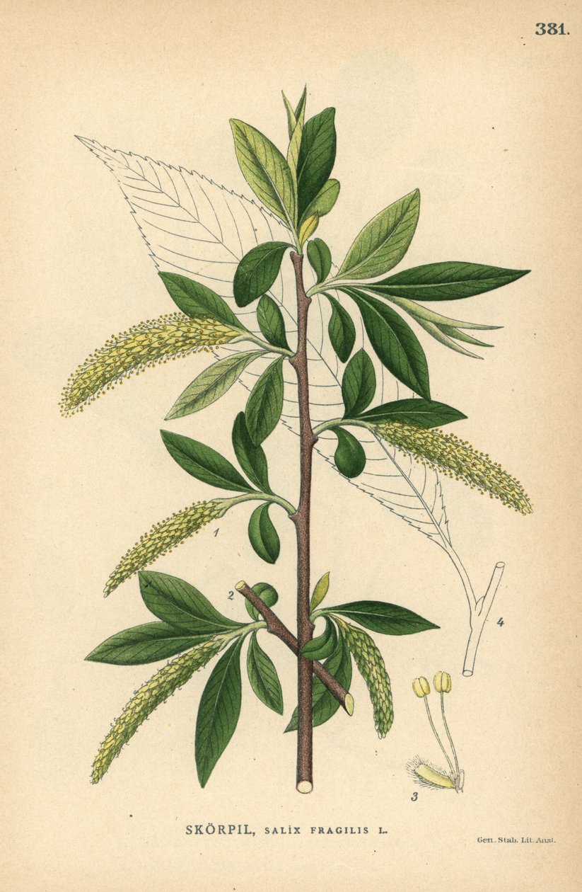Salice fragile, Salix fragilis da Unbekannter Künstler