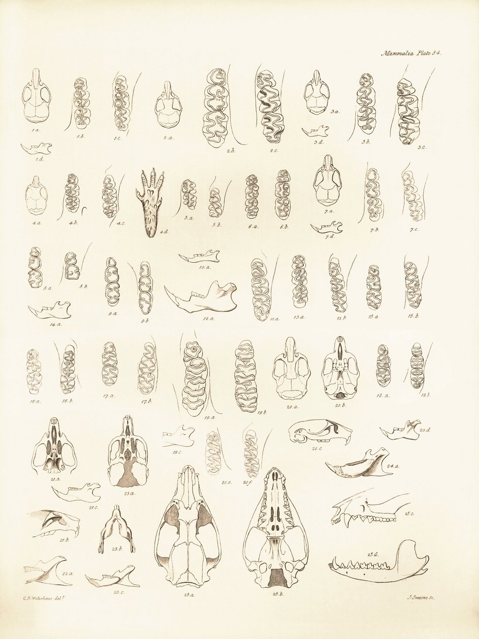 Cranio e denti di vari tipi di roditori descritti da Charles Darwin durante il suo viaggio di esplorazione a bordo del Beagle. Tavola da The Zoology of the voyage of H.M.S. Beagle sotto il comando del Capitano Fitzroy durante gli anni 1832-1836 da Unbekannter Künstler