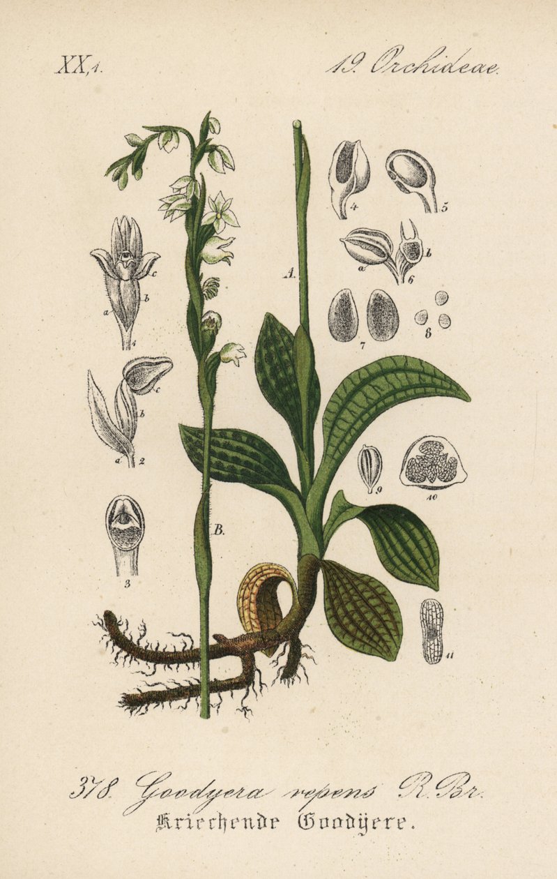Goodyere strisciante - Treccia strisciante, Goodyera repens. Litografia colorata a mano da Flora tedesca di Diederich von Schlechtendal (Flora von Deutschland), Jena da Unbekannter Künstler