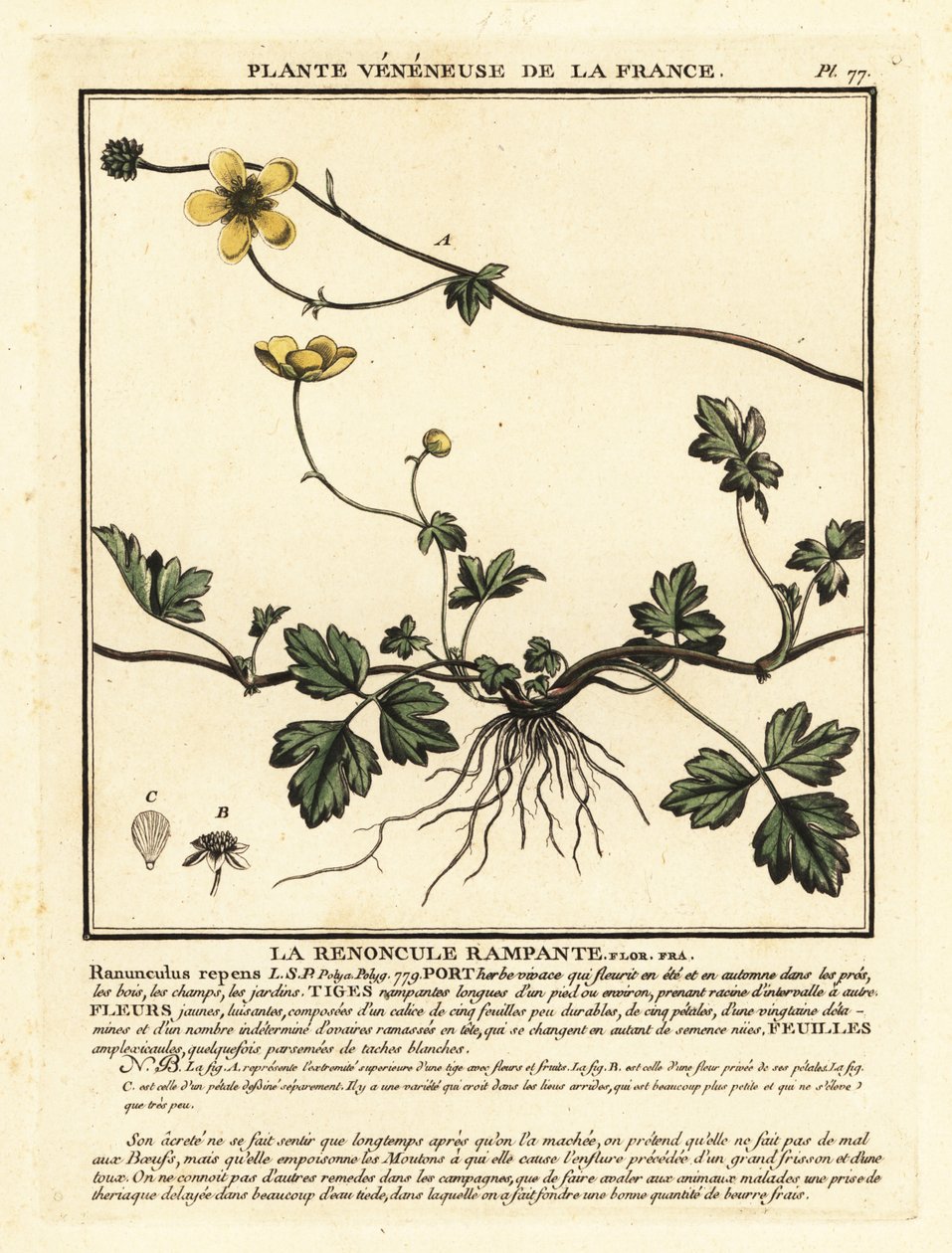 Ranuncolo strisciante, Ranunculus repens da Unbekannter Künstler