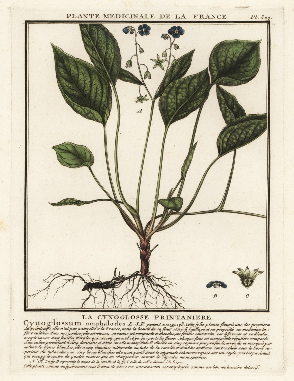 Omphalodes verna da Unbekannter Künstler