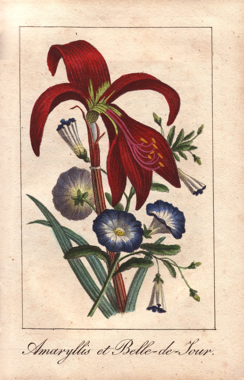 Amarillide cremisi e convolvolo nano, Hippeastrum e Convolvulus tricolor da Unbekannter Künstler