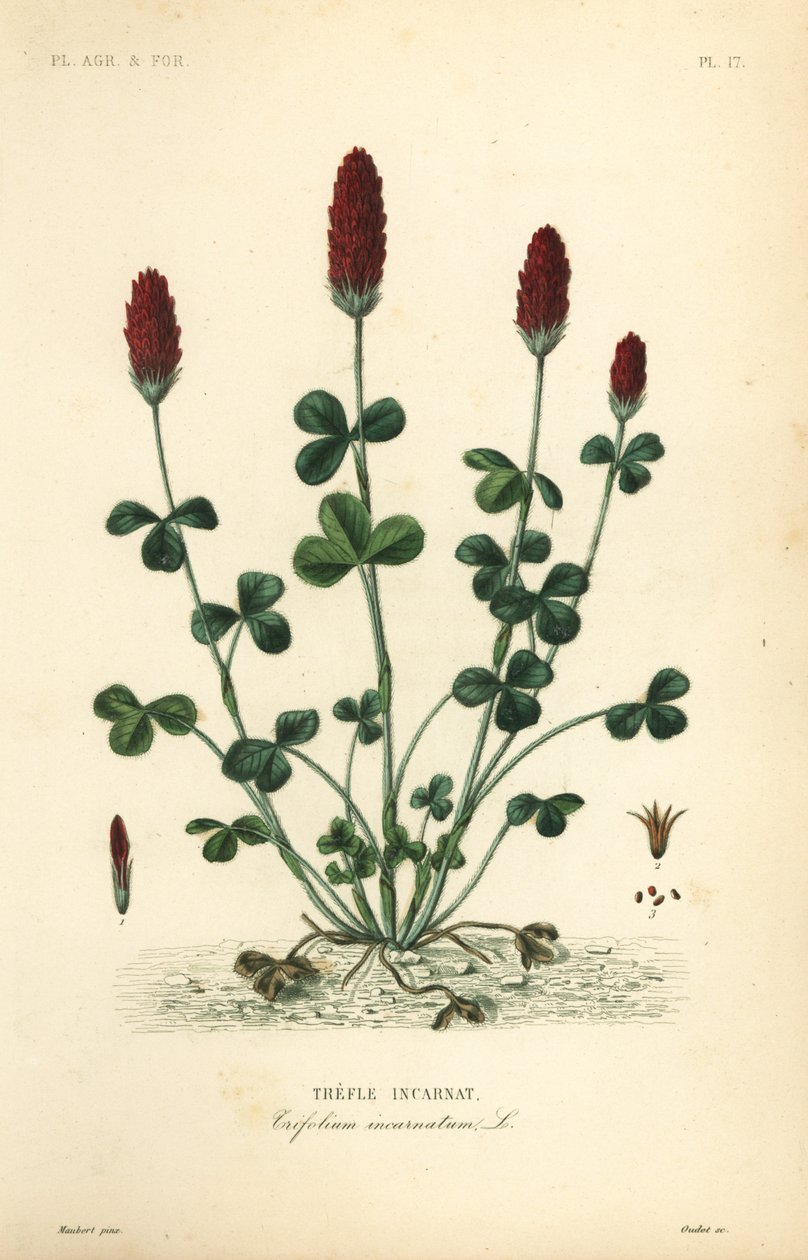 Trifoglio incarnato o trifoglio italiano, Trifolium incarnatum da Unbekannt