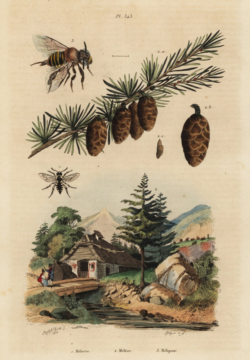 Ape cuculo, Melecta albifrons, larice europeo, Larix decidua, e ape senza pungiglione, Melipona favosa da Unbekannt