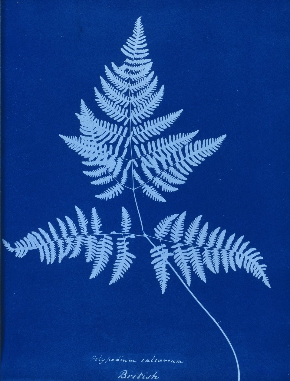 Cianotipo di Polypodium calcareum da Unbekannt