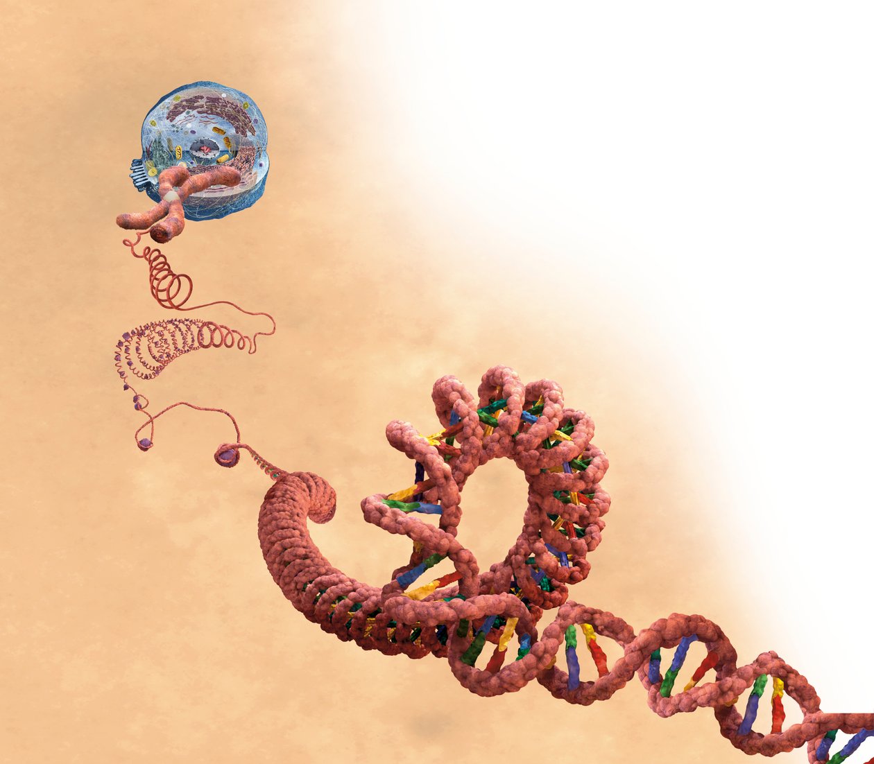 DNA inclusa doppia elica, cromosoma, cellula da Unbekannter Künstler