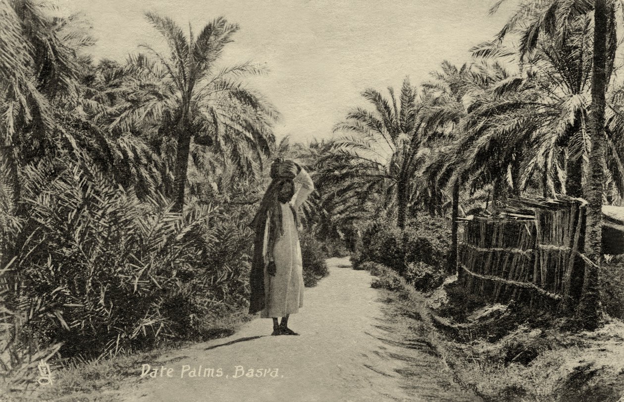 Palme da dattero, Bassora da Unbekannter Künstler