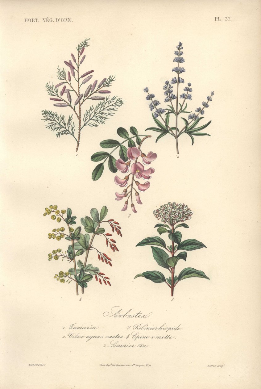 Stampa botanica decorativa con tamarindo, albero di locusta, albero casto, crespino e viburno da Unbekannter Künstler