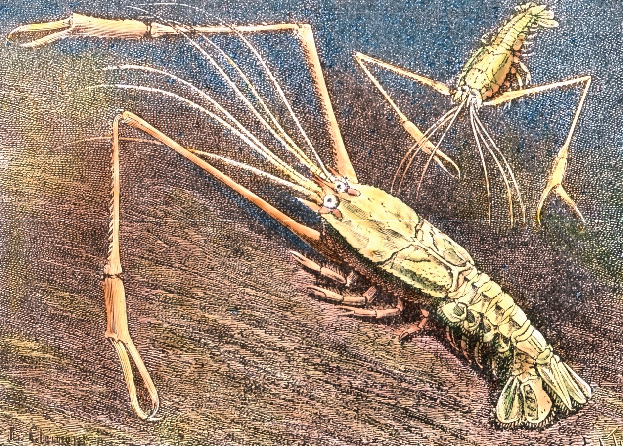 Gambero di acque profonde da Unbekannter Künstler