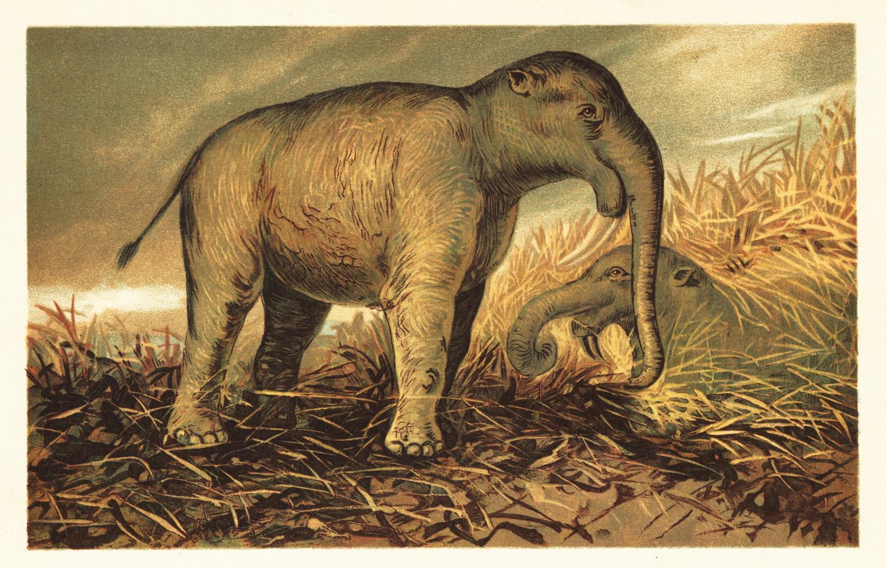 Deinotherium giganteum, grande parente preistorico degli elefanti moderni da Unbekannter Künstler