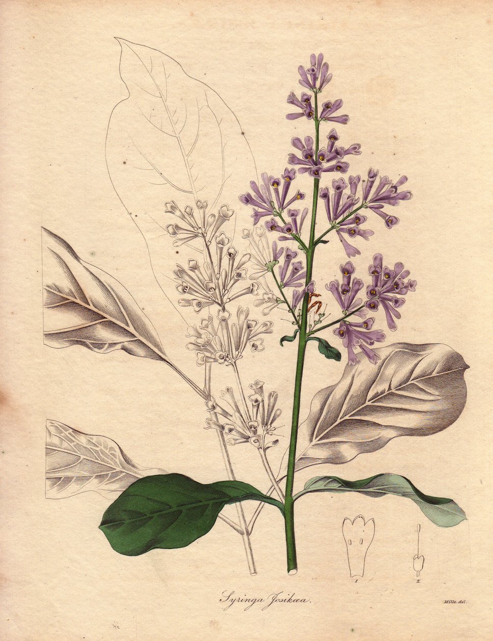 Descrizione del lillà ungherese (Syringa josikaea), originario dell