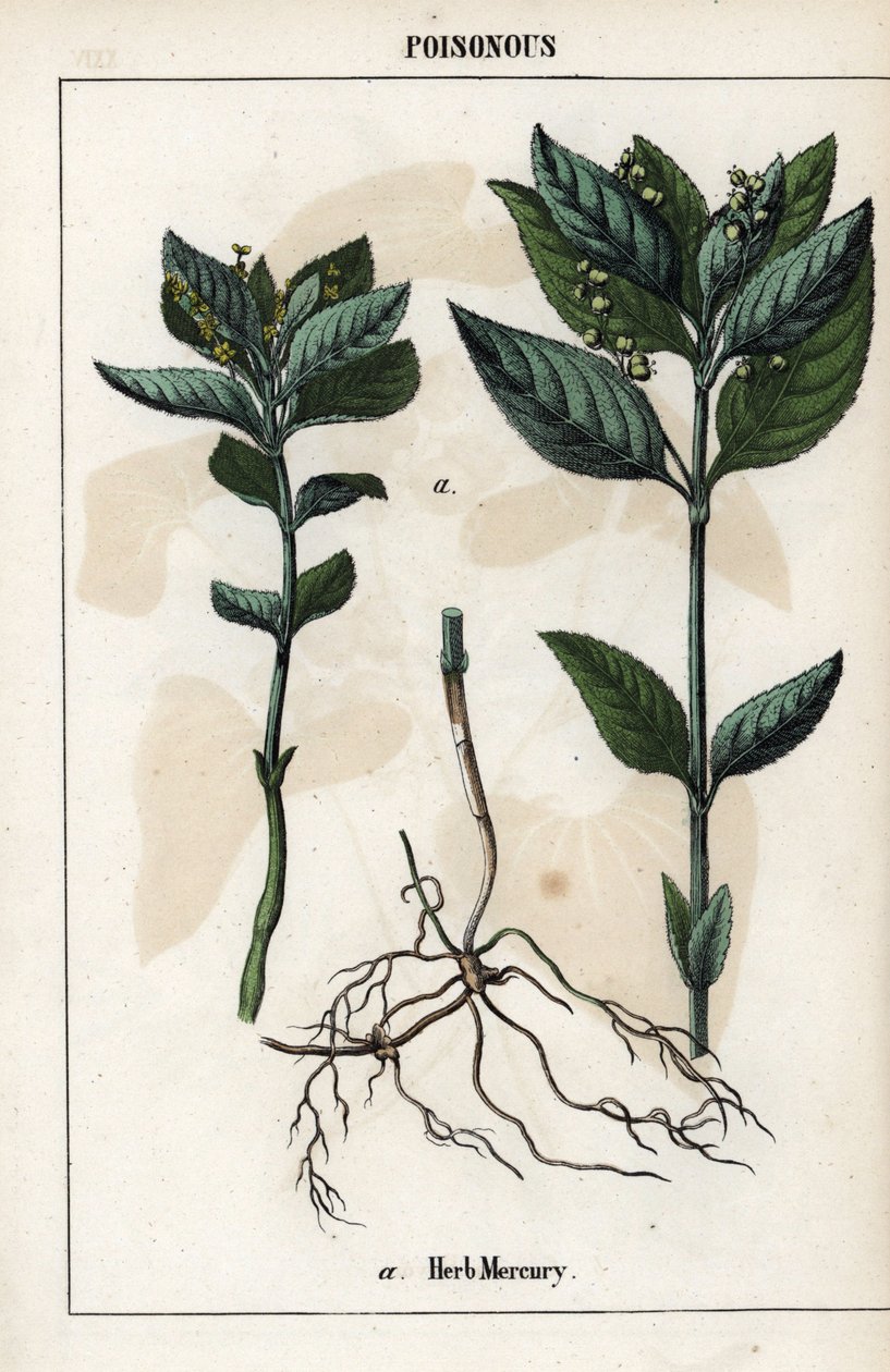 Descrizione della mercuriale annuale, fiori, frutti e radici delle piante da Unbekannter Künstler