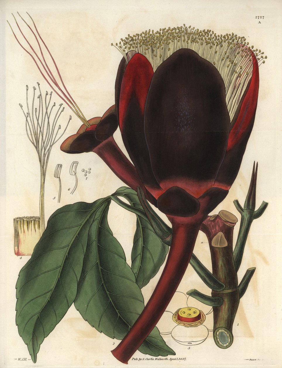 Descrizione del grande fiore di cioccolato scuro di una pianta di noce pecan, che produce noci commestibili, noci pecan. Pianta nativa del Sud America. Illustrazione di William Jackson Hooker da Unbekannter Künstler