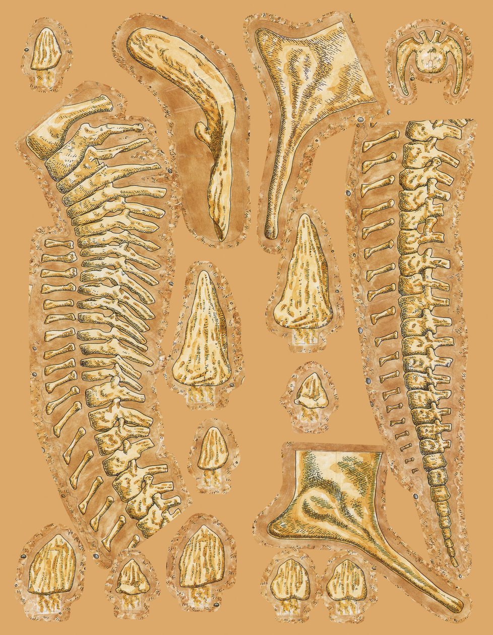 Ossa di dinosauro su sfondo colorato, primo piano da Unbekannt