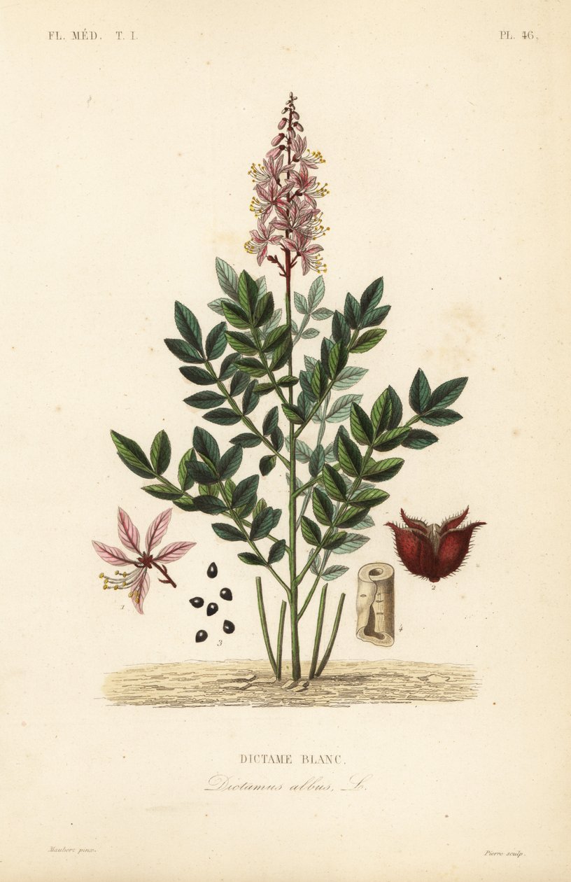 Dictamnus albus da Unbekannt
