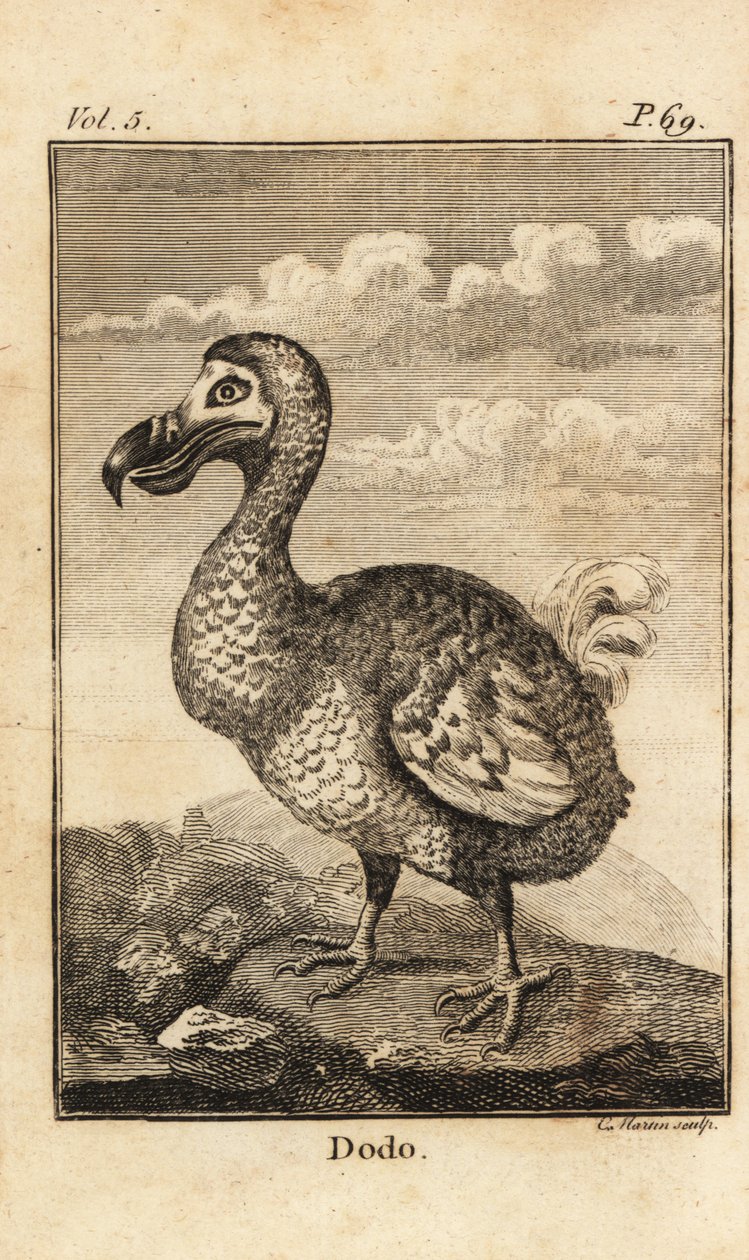 Dodo, Raphus cucullatus, uccello estinto da Unbekannt