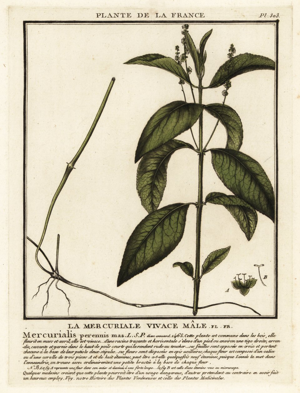 Mercurialis perennis da Unbekannter Künstler
